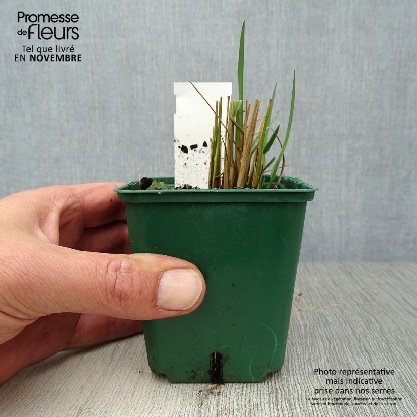 Exemplar von Stipa calamagrostis - Federgras Kleine Töpfe von 8/9 cm wie im Herbst geliefert