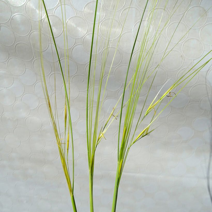 Stipa capillata - Federgras (Blüte)