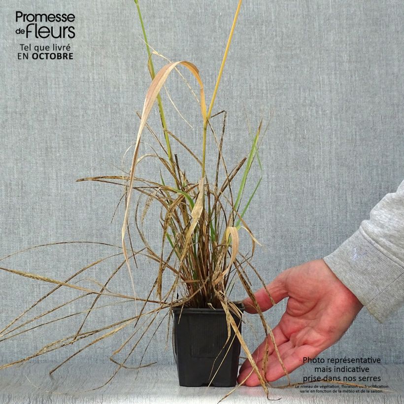 Exemplar von Stipa extremiorientalis - Federgras Kleine Töpfe von 8/9 cm wie im Herbst geliefert