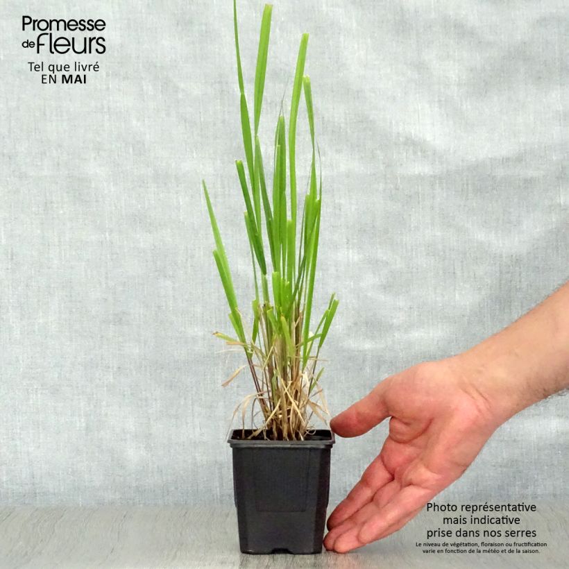 Exemplar von Stipa extremiorientalis - Federgras Kleine Töpfe von 8/9 cm wie im Frühjahr geliefert