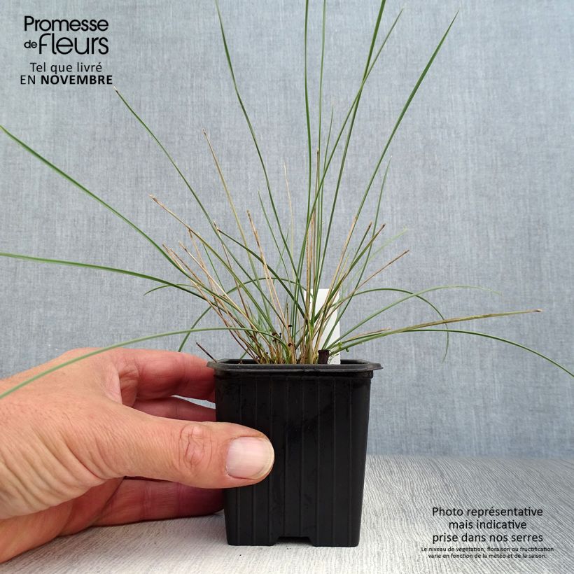Exemplar von Stipa gigantea - Riesen Federgras Kleine Töpfe von 8/9 cm wie im Herbst geliefert