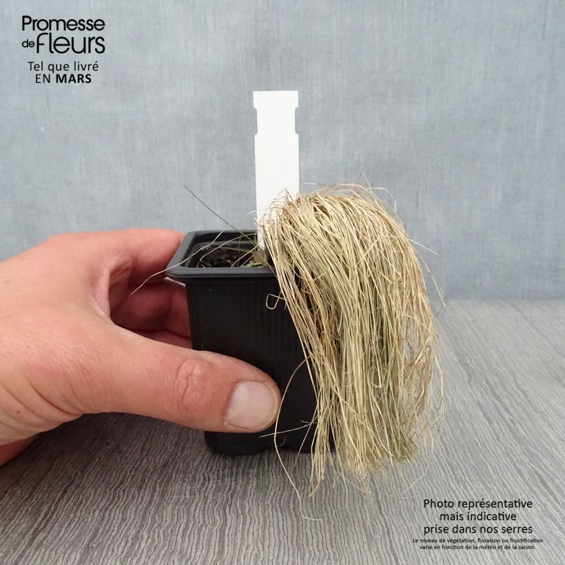 Exemplar von Stipa ichu - Federgras Kleine Töpfe von 7/8 cm wie im Frühjahr geliefert