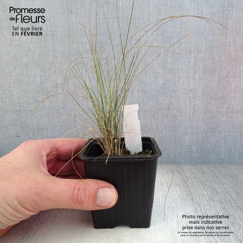 Exemplar von Stipa pennata - Federgras Kleine Töpfe von 8/9 cm wie im Winter geliefert