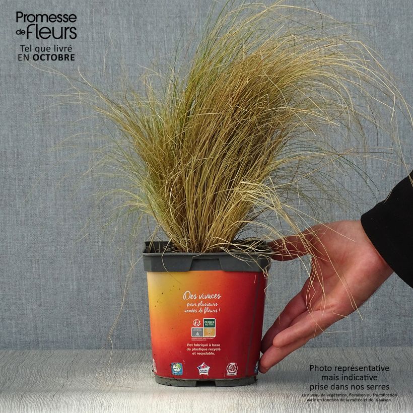 Exemplar von Stipa tenuifolia - Dünnblättriges Federgras Topf mit 2L/3L wie im Herbst geliefert