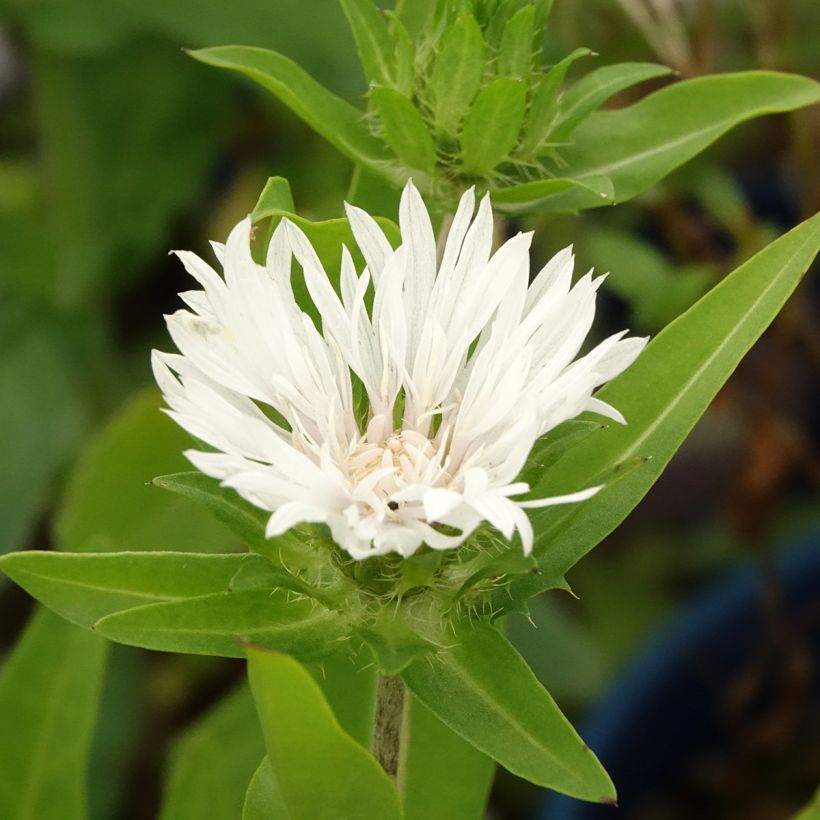 Stokesia laevis Alba - Kornblumenaster (Laub)