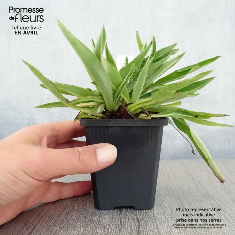 Exemplar von Stokesia laevis Alba - Kornblumenaster Kleine Töpfe von 8/9 cm wie im Frühjahr geliefert