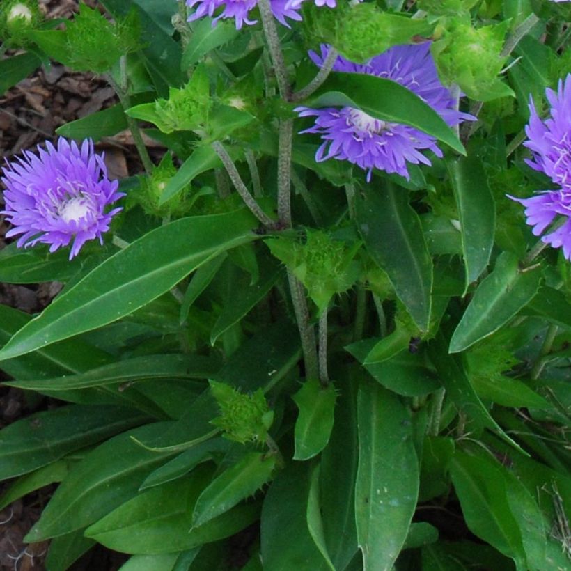 Stokesia laevis Blue Star - Kornblumenaster (Laub)