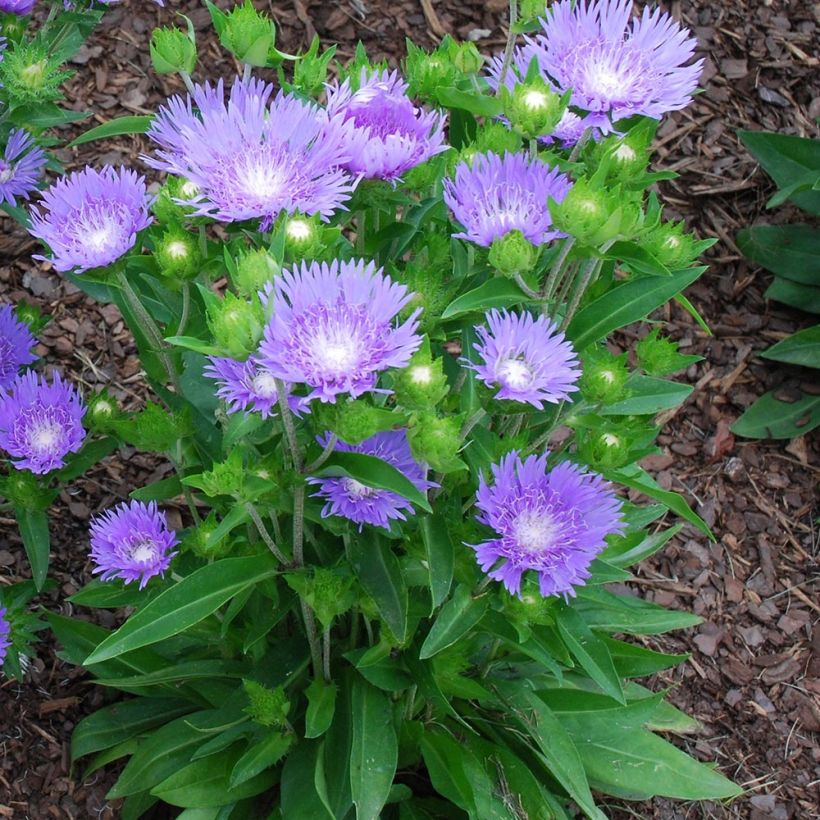 Stokesia laevis Blue Star - Kornblumenaster (Hafen)