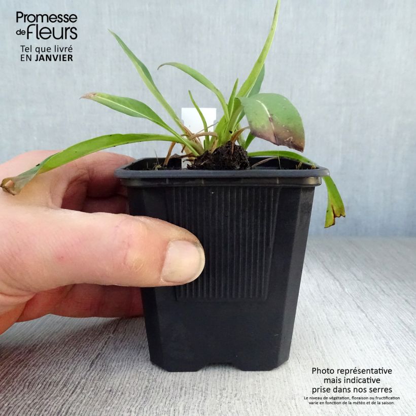 Exemplar von Stokesia laevis Blue Star - Kornblumenaster Kleine Töpfe von 8/9 cm wie im Winter geliefert