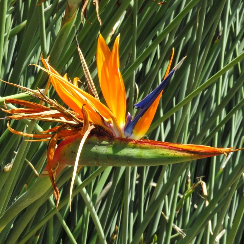 Strelitzia juncea (Blüte)