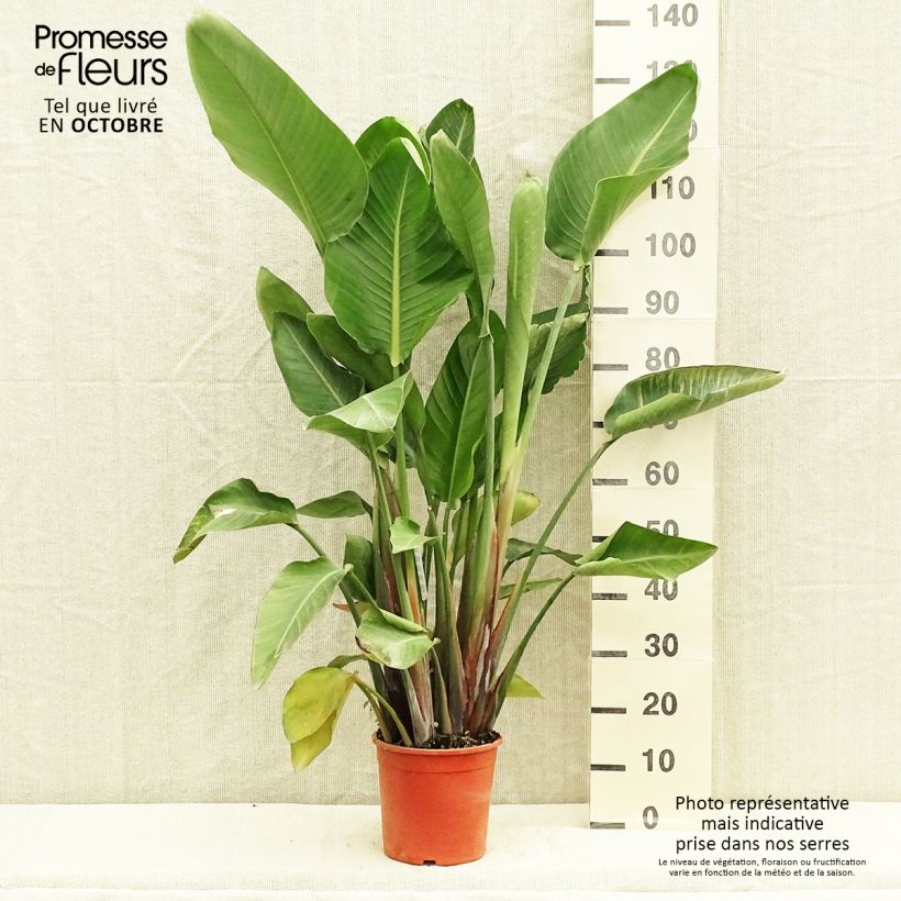 Exemplar von Strelitzia nicolai Topf mit 2L/3L wie im Herbst geliefert