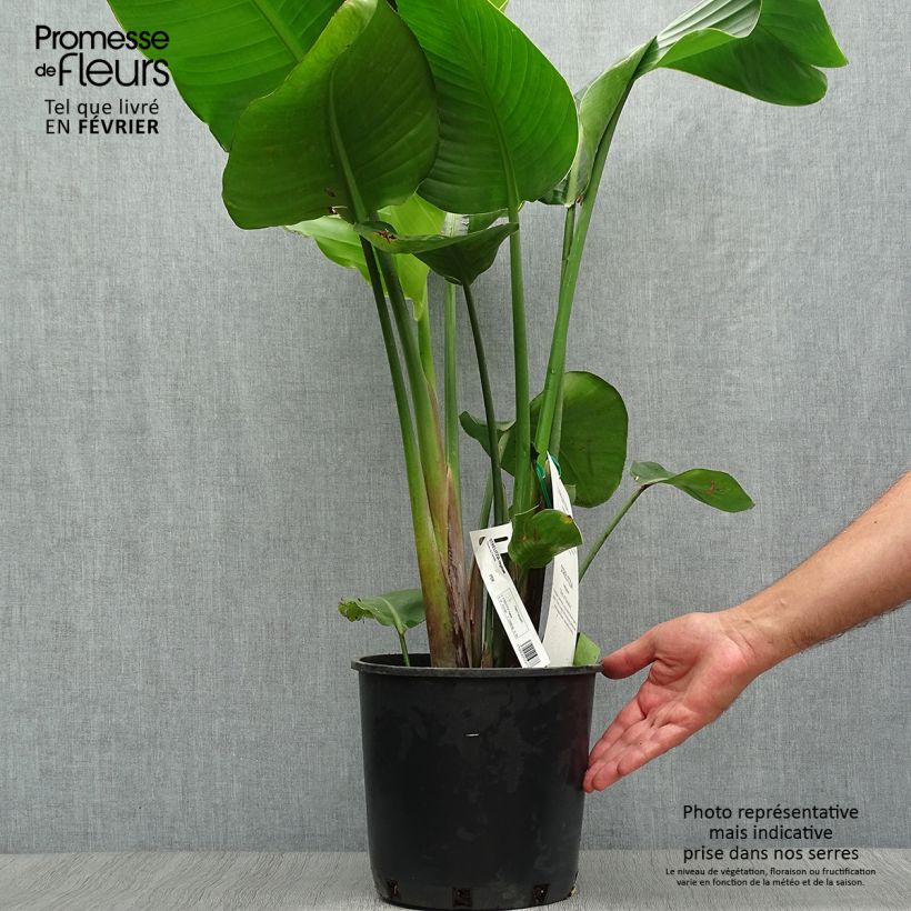 Exemplar von Strelitzia reginae Topf mit 6L/7L wie im Herbst geliefert