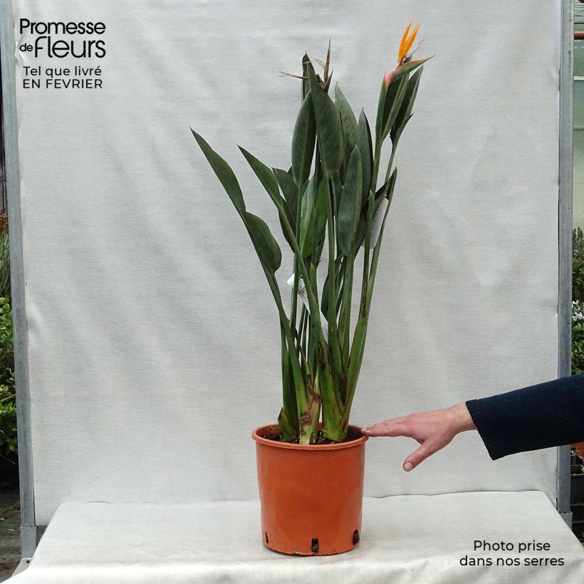 Exemplar von Strelitzia reginae Topf mit 6L/7L wie im Winter geliefert