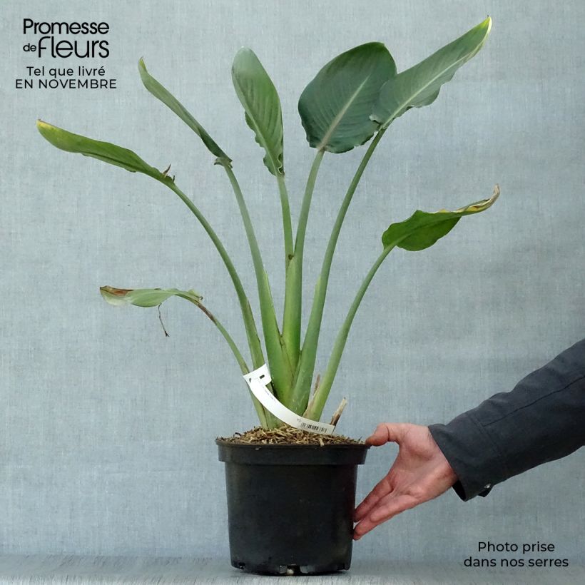 Exemplar von Strelitzia reginae Topf mit 2L/3L wie im Herbst geliefert