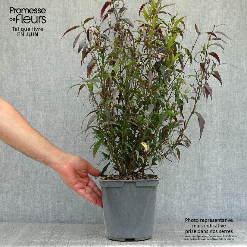Exemplar von Strobilanthes anisophylla Brunetthy - Zapfenblume Topf mit 3L/4L wie im Sommer geliefert