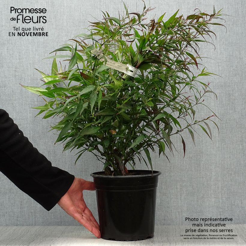 Exemplar von Strobilanthes anisophylla Brunetthy - Zapfenblume Topf mit 3L/4L wie im Herbst geliefert