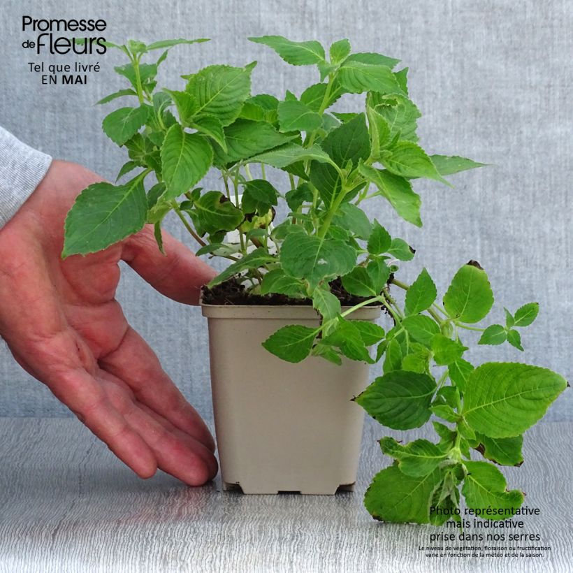 Exemplar von Strobilanthes attenuata Blue Carpet - Zapfenblume Kleine Töpfe von 8/9 cm wie im Frühjahr geliefert