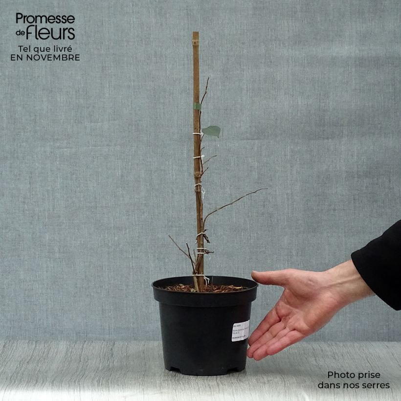Exemplar von Japanische Storaxbaum Evening Light - Styrax japonica Topf mit 3L/4L wie im Herbst geliefert