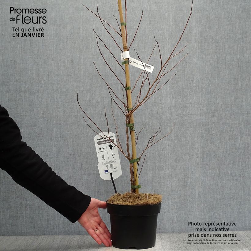 Exemplar von Japanische Storaxbaum Evening Light - Styrax japonica Topf mit 3L/4L wie im Winter geliefert