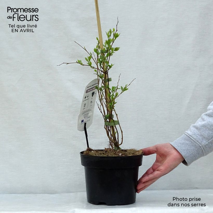 Exemplar von Japanische Storaxbaum Evening Light - Styrax japonica Topf mit 3L/4L wie im Frühjahr geliefert