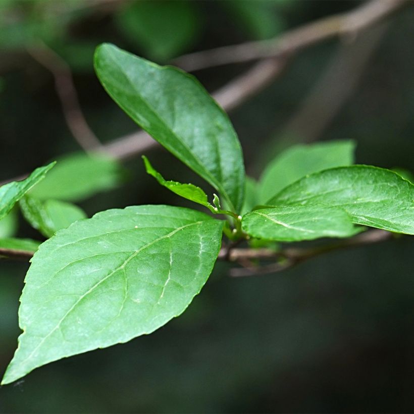 Japanische Storaxbaum Fargesii - Styrax japonica (Laub)
