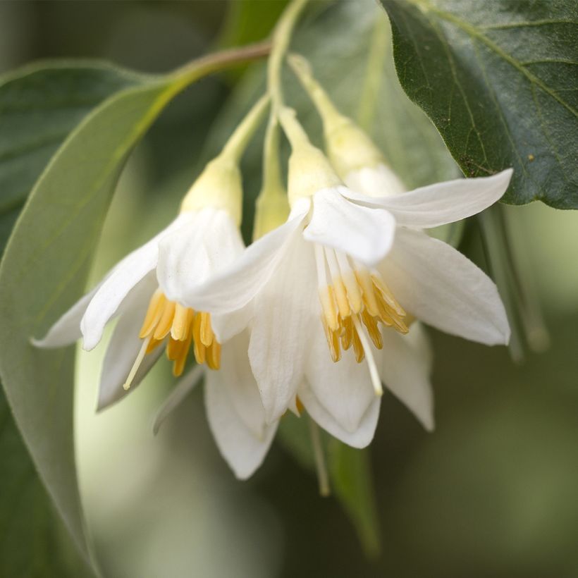 Japanische Storaxbaum Fargesii - Styrax japonica (Blüte)