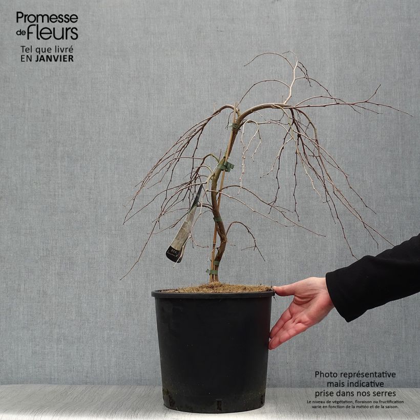 Exemplar von Japanische Storaxbaum Fragrant Fountain - Styrax japonica Topf mit 12L/15L wie im Winter geliefert