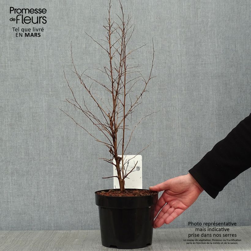 Exemplar von Japanische Storaxbaum - Styrax japonica Topf mit 3L/4L wie im Winter geliefert