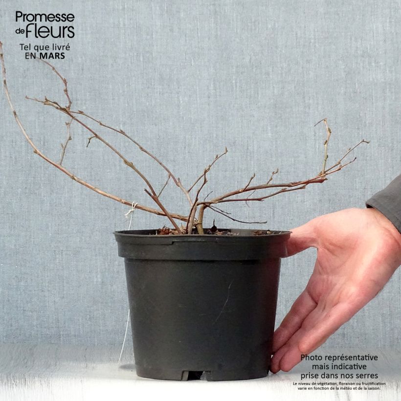 Exemplar von Japanische Storaxbaum - Styrax japonica Topf mit 3L/4L wie im Frühjahr geliefert