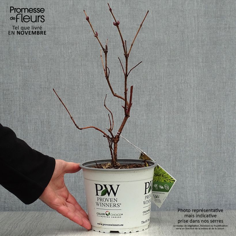 Exemplar von Trauben-Holunder Lemony Lace - Sambucus racemosa Topf mit 2L/3L wie im Herbst geliefert