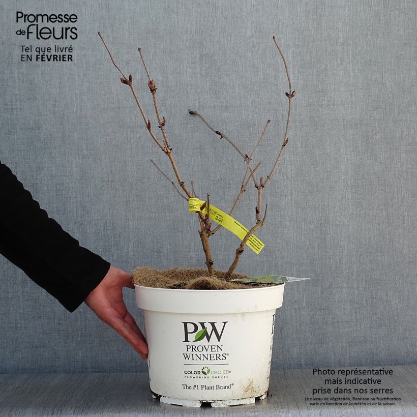 Exemplar von Trauben-Holunder Lemony Lace - Sambucus racemosa Topf mit 7,5L/10L wie im Winter geliefert