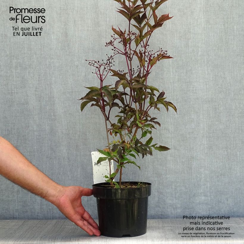 Exemplar von Schwarzer Holunder Black Beauty - Sambucus nigra Topf mit 2L/3L wie im Sommer geliefert