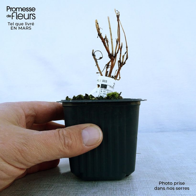 Exemplar von Schwarzer Holunder Black Lace - Sambucus nigra Kleine Töpfe von 8/9 cm wie im Frühjahr geliefert