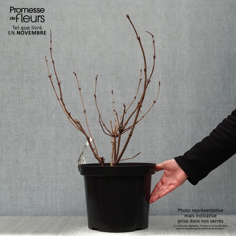Exemplar von Schwarzer Holunder Black Lace - Sambucus nigra Topf mit 6L/7L wie im Herbst geliefert