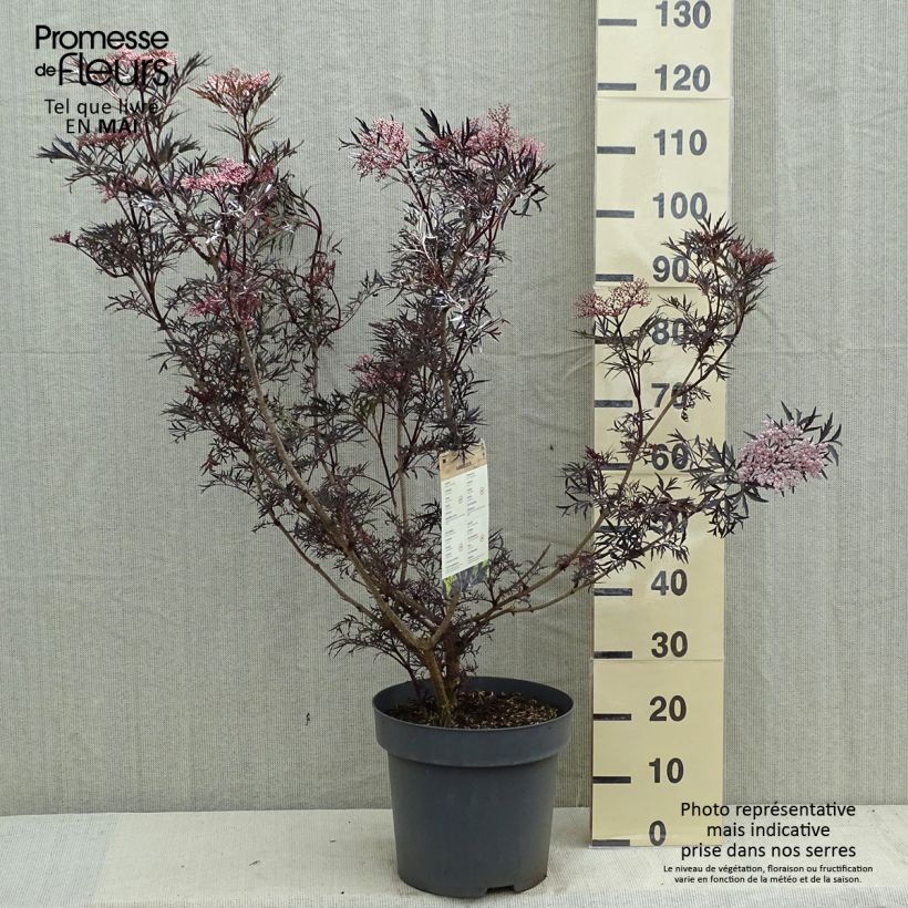 Exemplar von Schwarzer Holunder Black Lace - Sambucus nigra Topf mit 12L/15L wie im Frühjahr geliefert