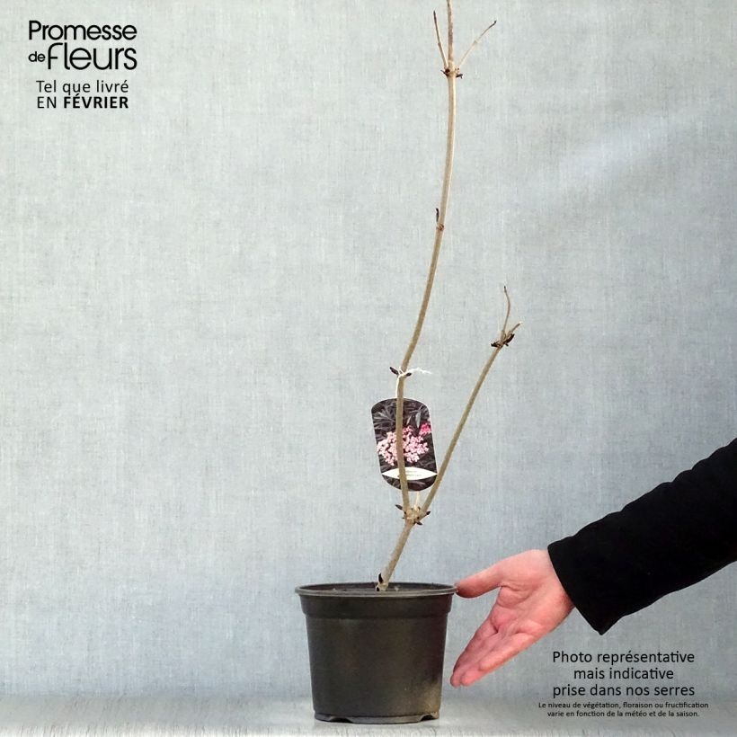 Exemplar von Schwarzer Holunder Black Lace - Sambucus nigra Topf mit 2L/3L wie im Winter geliefert