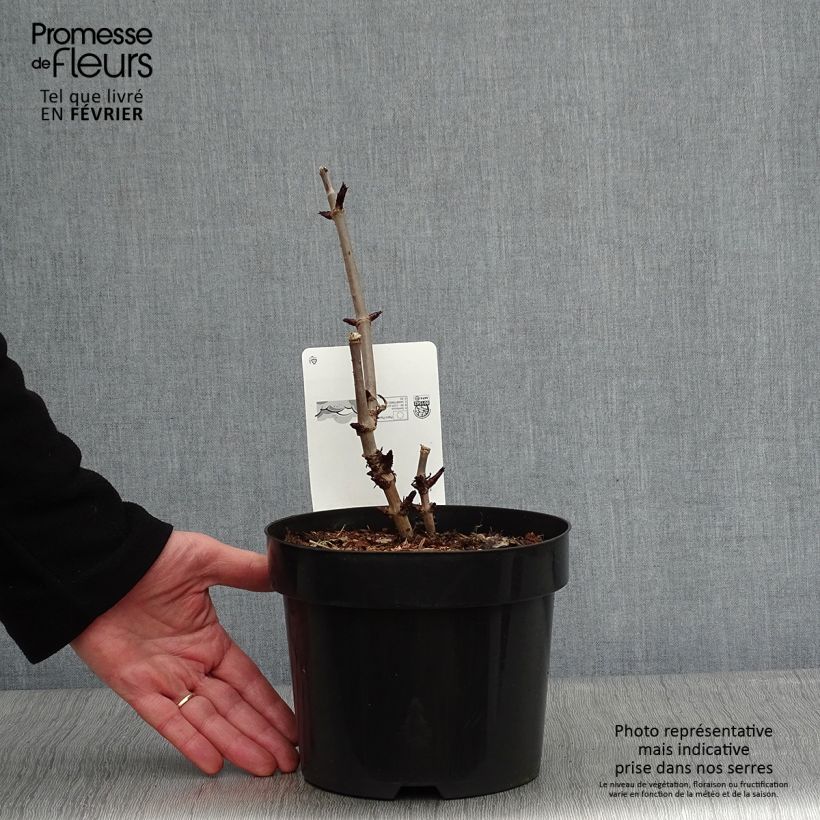 Exemplar von Schwarzer Holunder Black Tower - Sambucus nigra Topf mit 3L/4L wie im Winter geliefert