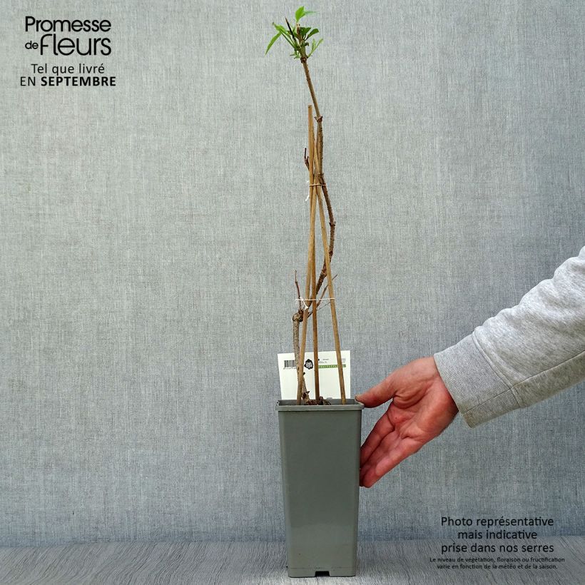 Exemplar von Schwarzer Holunder Haschberg - Sambucus nigra Topf mit 1,5L/2L, Strauch wie im Herbst geliefert