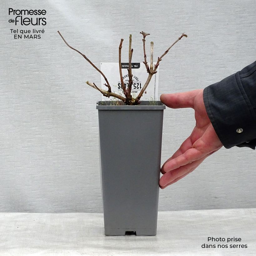 Exemplar von Schwarzer Holunder Korsor - Sambucus nigra Topf mit 1,5L/2L, Strauch wie im Frühjahr geliefert