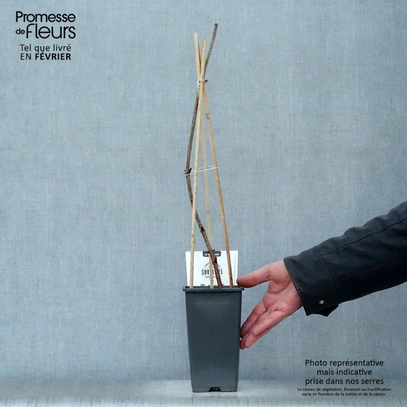 Exemplar von Schwarzer Holunder Korsor - Sambucus nigra Topf mit 1,5L/2L, Strauch wie im Winter geliefert