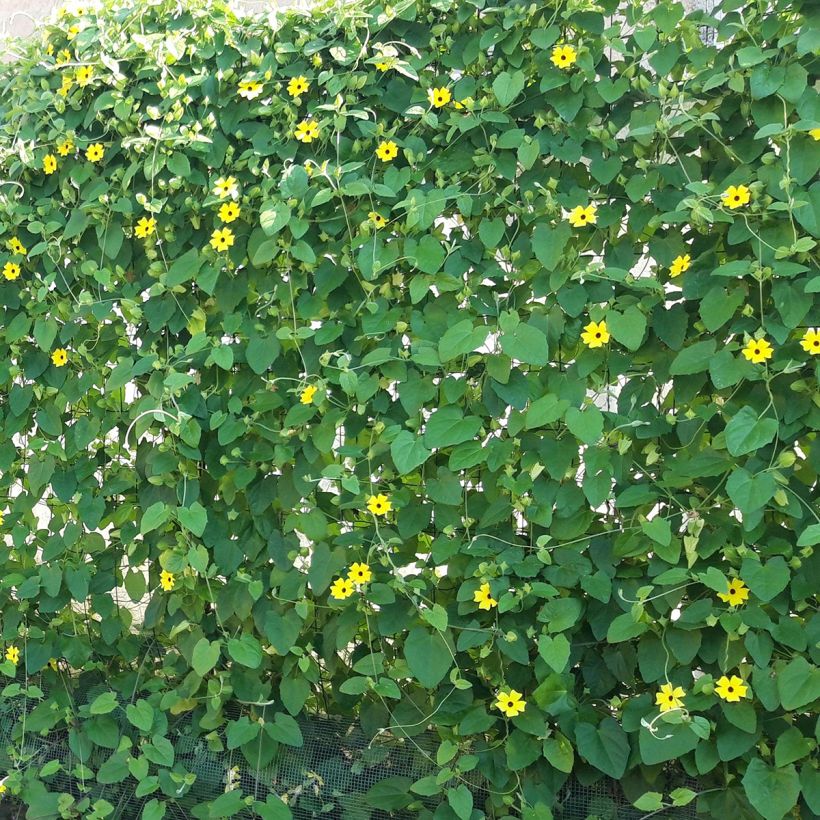 Thunbergia alata (Hafen)