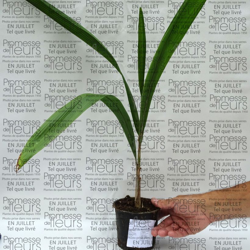 Exemplar von Königin-Palme - Syagrus romanzoffiana Topf 12 cm / 13 cm wie im Sommer geliefert