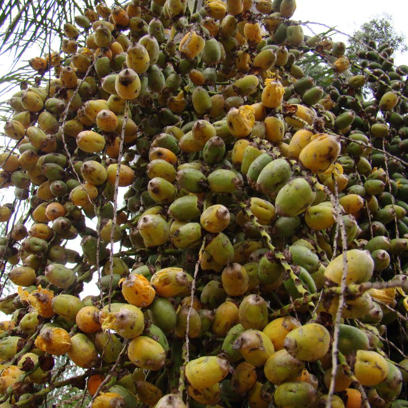 Königin-Palme - Syagrus romanzoffiana (Ernte)