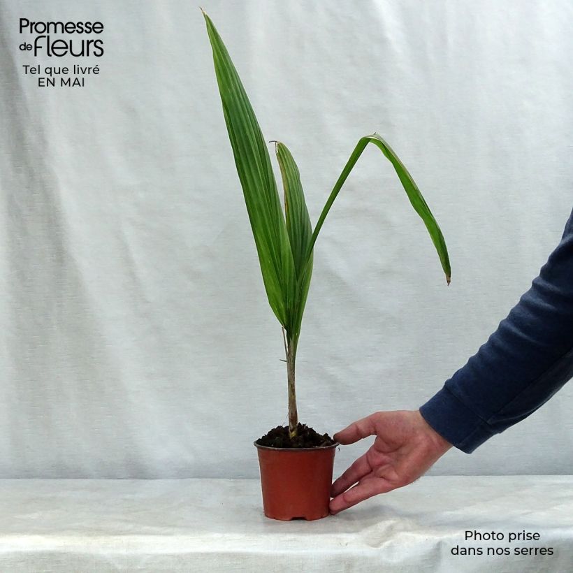 Exemplar von Königin-Palme - Syagrus romanzoffiana Topf 12 cm / 13 cm wie im Frühjahr geliefert