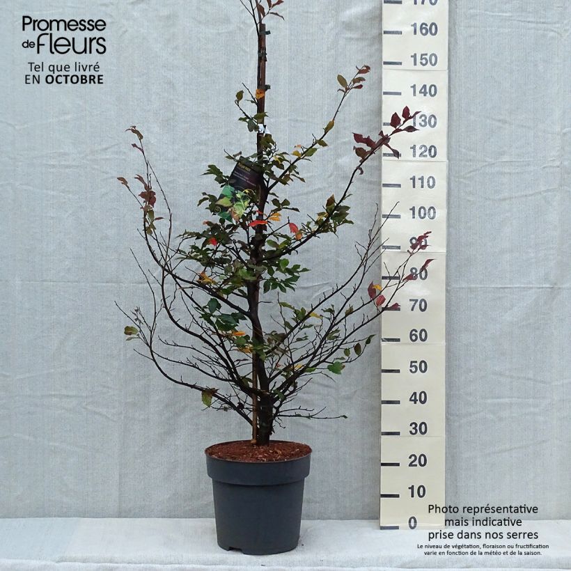 Exemplar von Strauch-Eisenholzbaum Purple Haze - Sycoparrotia semidecidua Topf mit 12L/15L wie im Herbst geliefert