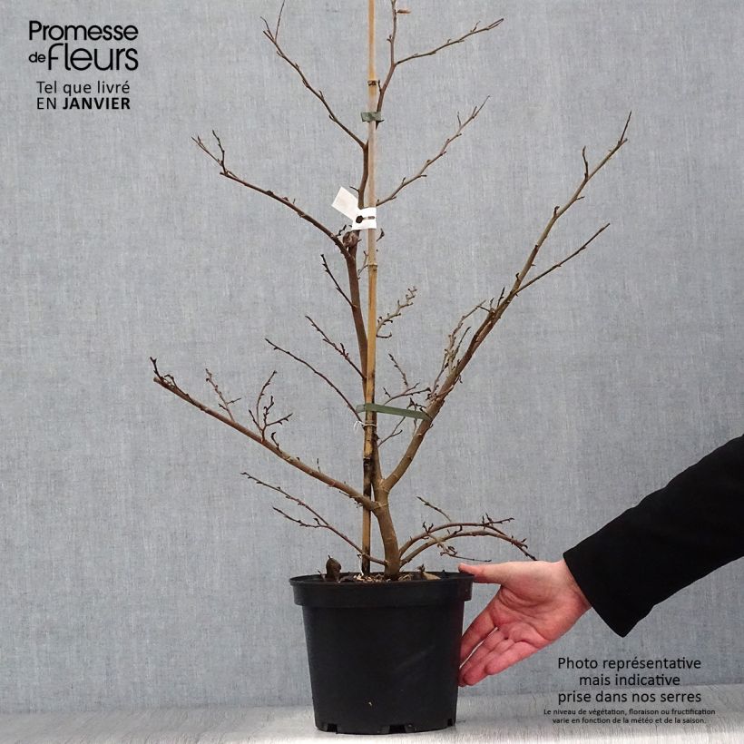 Exemplar von Strauch-Eisenholzbaum Purple Haze - Sycoparrotia semidecidua Topf mit 4L/5L wie im Winter geliefert
