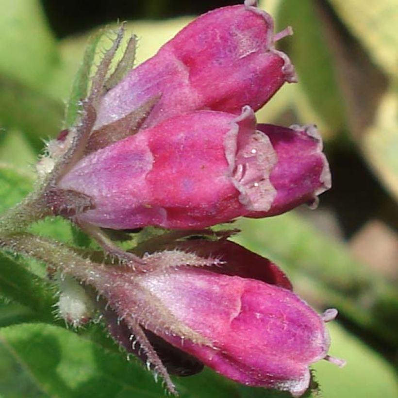 Symphytum rubrum - Roter Beinwell (Blüte)