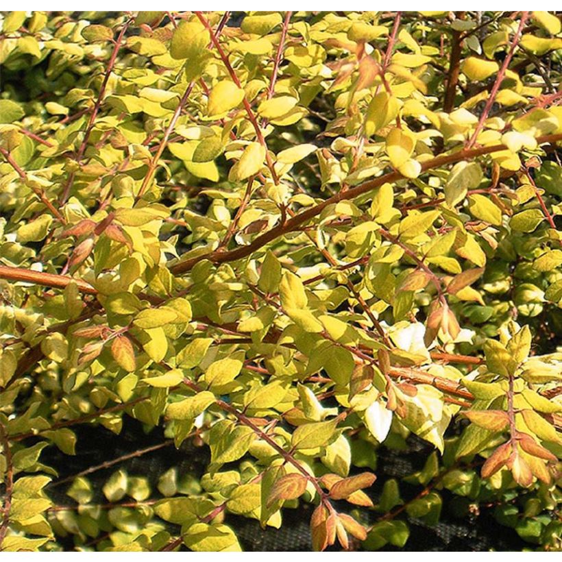 Schneebeere Brain de Soleil - Symphoricarpos chenaultii (Laub)
