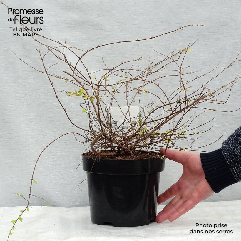 Exemplar von Schneebeere Brain de Soleil - Symphoricarpos chenaultii Topf mit 3L/4L wie im Frühjahr geliefert