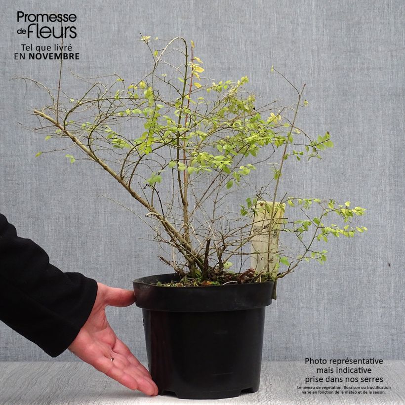 Exemplar von Schneebeere Brain de Soleil - Symphoricarpos chenaultii Topf mit 3L/4L wie im Herbst geliefert